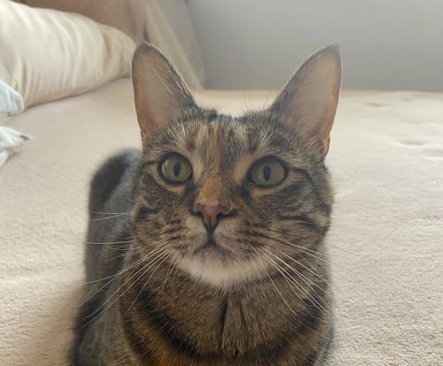 SIMBA - Domestic Short Hair for adoption in Richmond