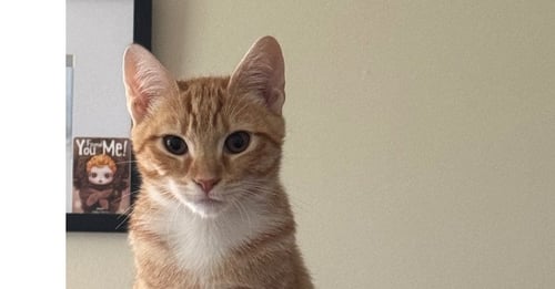 ORVILLE - Domestic Short Hair available for adoption