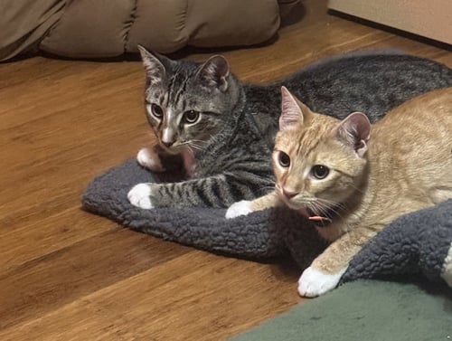 ORVILLE - Domestic Short Hair available for adoption