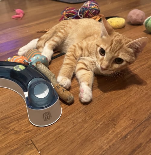 ORVILLE - Domestic Short Hair for adoption in Richmond