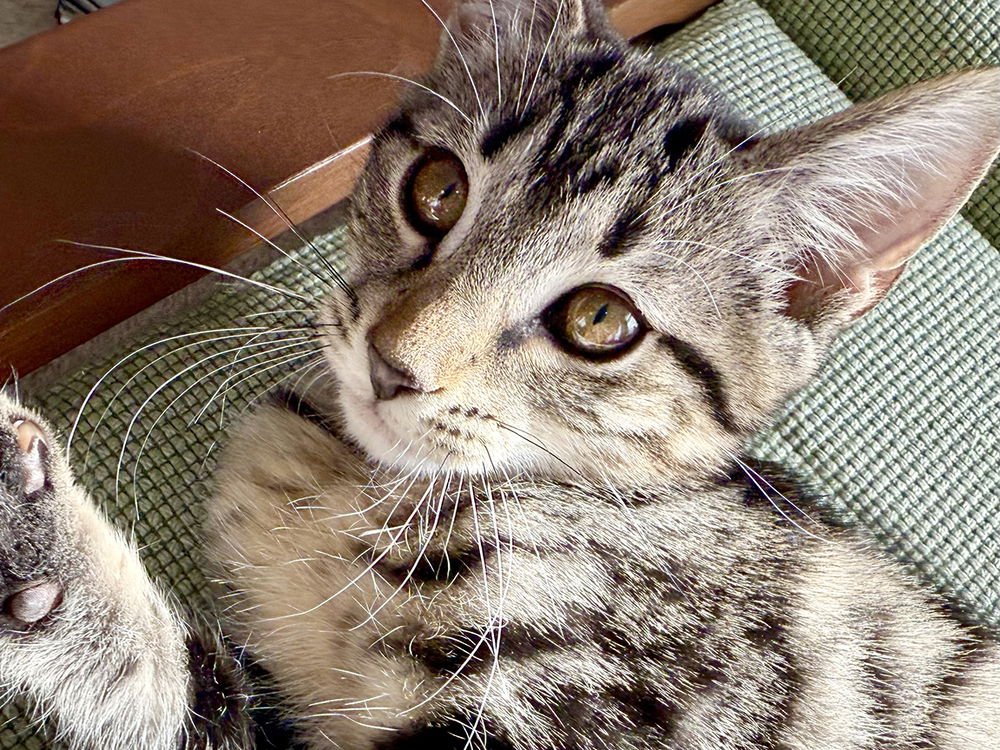 BONNIE - Domestic Short Hair available for adoption