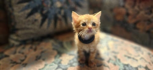 HOKA - Domestic Short Hair available for adoption