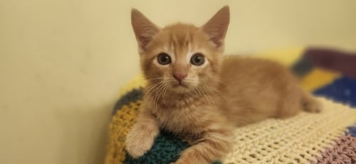 HOKA - Domestic Short Hair available for adoption