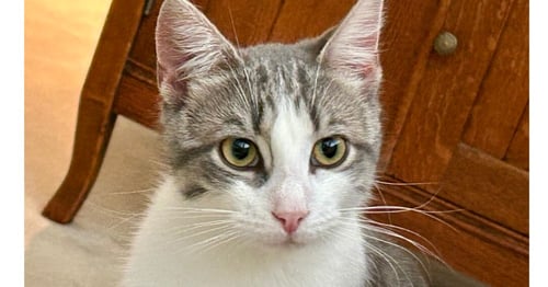 DONNY - Domestic Short Hair available for adoption