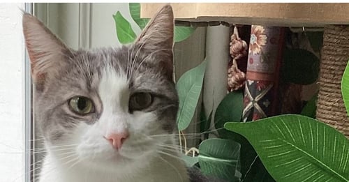 DONNY - Domestic Short Hair for adoption in Richmond