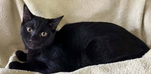 MERLIN - Domestic Short Hair available for adoption