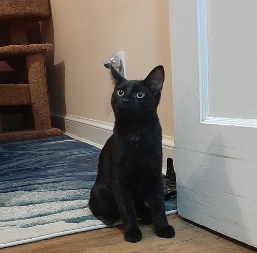 MERLIN - Domestic Short Hair for adoption in Richmond