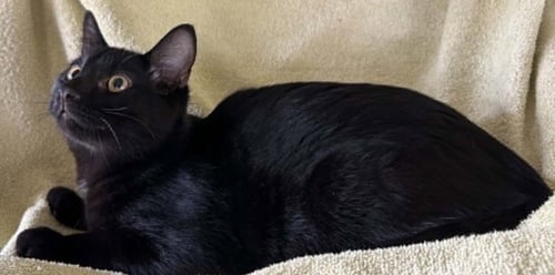 MERLIN - Domestic Short Hair available for adoption