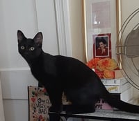 Merlin - Photo 2