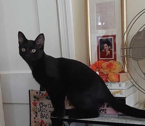 MERLIN - Domestic Short Hair available for adoption