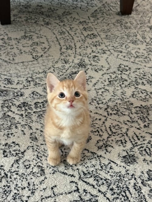 MOJAVE - Domestic Short Hair available for adoption