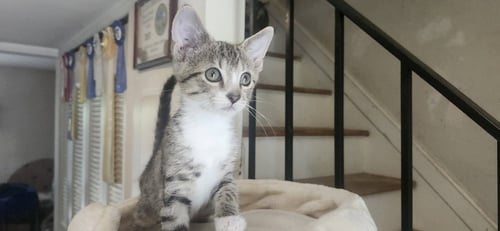 WINNIE - Domestic Short Hair for adoption in Richmond