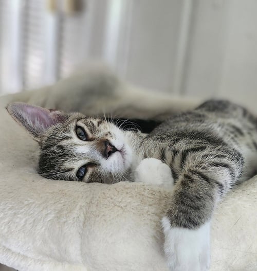 WINNIE - Domestic Short Hair available for adoption