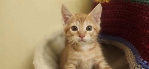 ASIC - Domestic Short Hair available for adoption