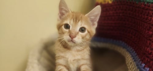 ASIC - Domestic Short Hair available for adoption