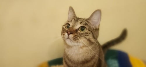 MONAE - Domestic Short Hair available for adoption