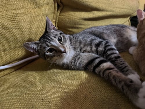 CERIL - Domestic Short Hair available for adoption