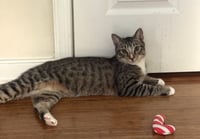 Ceril - Photo 1