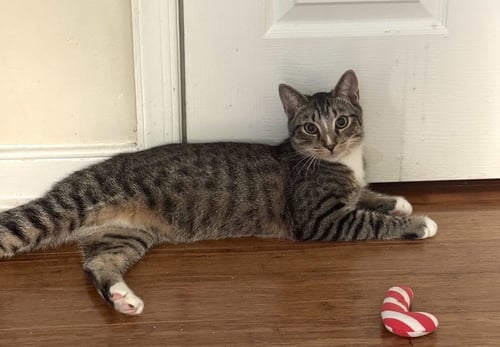CERIL - Domestic Short Hair available for adoption