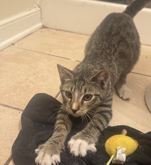 CERIL - Domestic Short Hair for adoption in Richmond