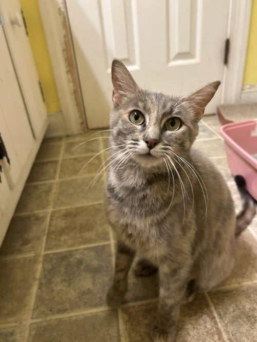 FIONA - Domestic Short Hair available for adoption