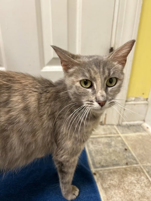 FIONA - Domestic Short Hair for adoption in Richmond