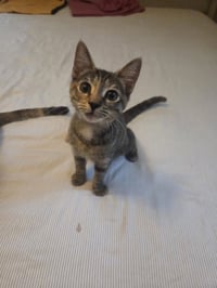 Peach - Photo 4