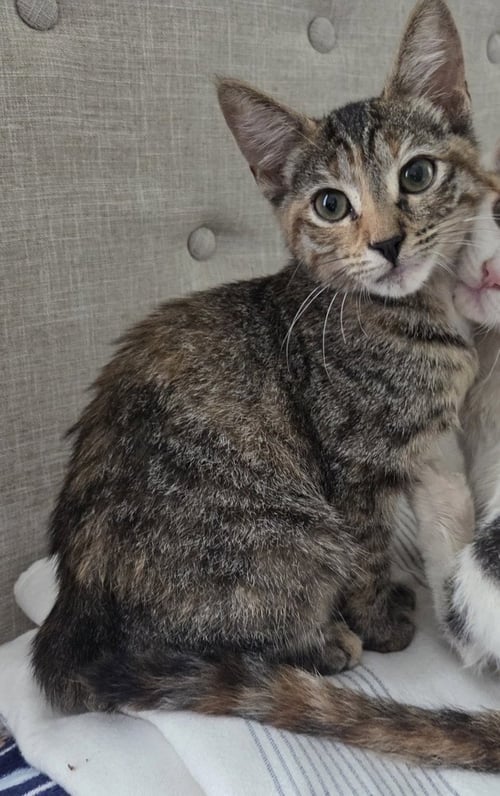 PEACH - Domestic Short Hair / Domestic Short Hair available for adoption
