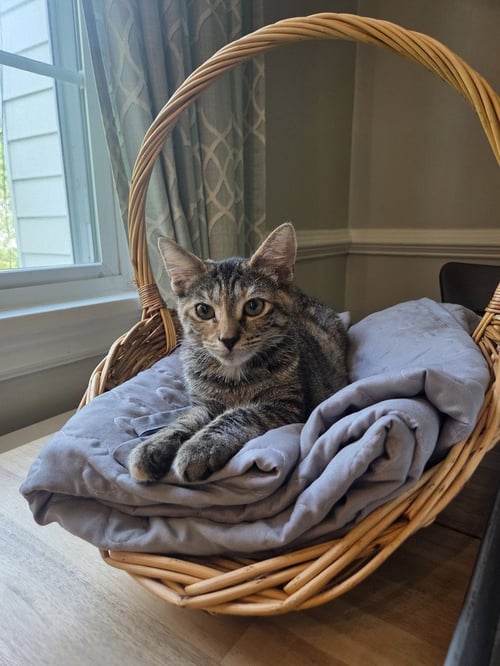 PEACH - Domestic Short Hair / Domestic Short Hair for adoption in Richmond