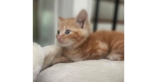 CHEERIO