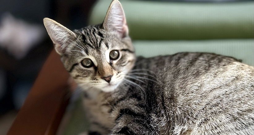 STRIPES - Domestic Short Hair available for adoption