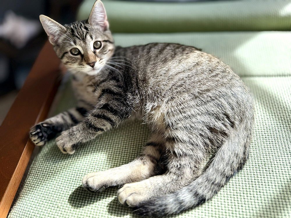 STRIPES - Domestic Short Hair available for adoption