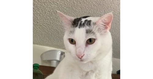 ELI - Domestic Short Hair for adoption in Richmond