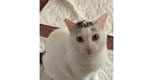 ELI - Domestic Short Hair available for adoption