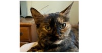 Daisy - Photo 1