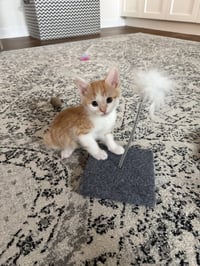 Yosemite - Photo 2