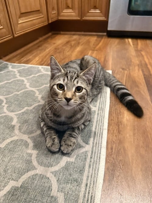 JANGLE - Domestic Short Hair available for adoption