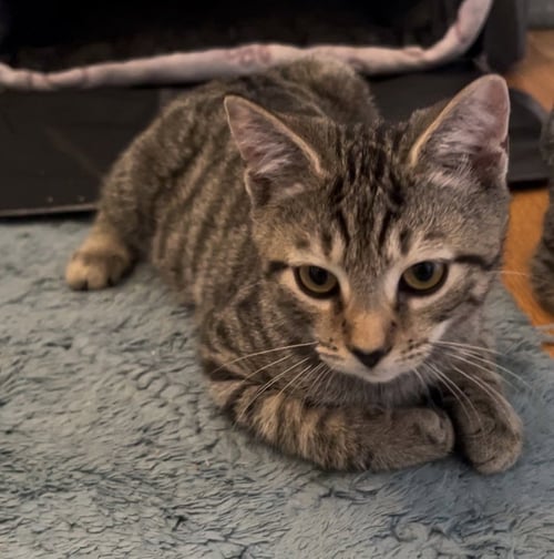 JANGLE - Domestic Short Hair for adoption in Richmond