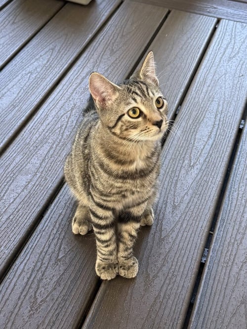 JANGLE - Domestic Short Hair available for adoption