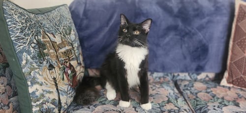 S'MORE - Domestic Long Hair available for adoption