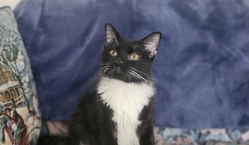 S'MORE - Domestic Long Hair for adoption in Richmond