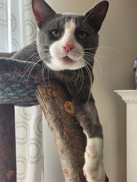 Oliver - Photo 3