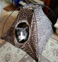 Oliver - Photo 4