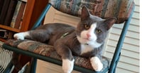 Oliver - Photo 1