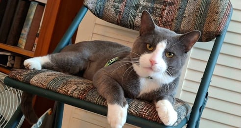 OLIVER - Domestic Short Hair for adoption in Richmond