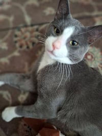 Oliver - Photo 2