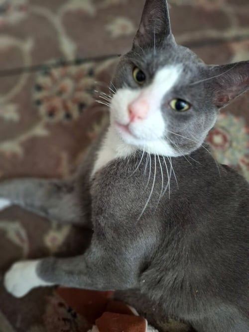 OLIVER - Domestic Short Hair available for adoption