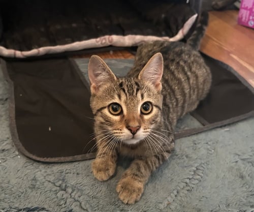 JIGGLE - Domestic Short Hair for adoption in Richmond