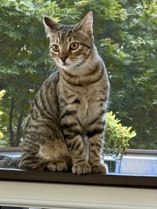 JIGGLE - Domestic Short Hair available for adoption