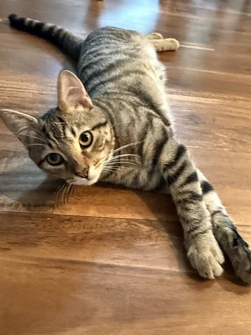 JIGGLE - Domestic Short Hair available for adoption